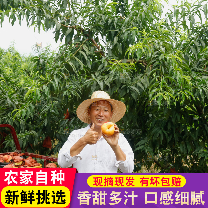 手里拿着黄油蟠桃