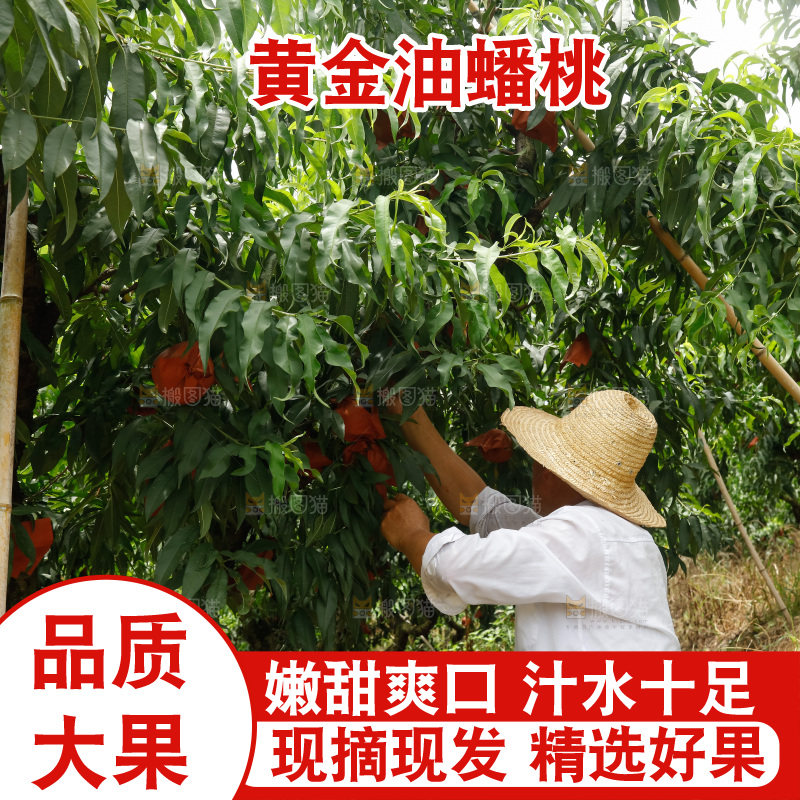 堆放着的黄蟠桃