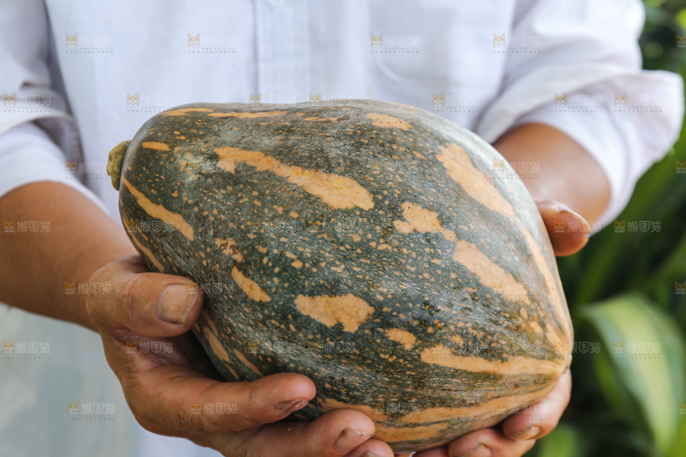 手里拿着香芋南瓜