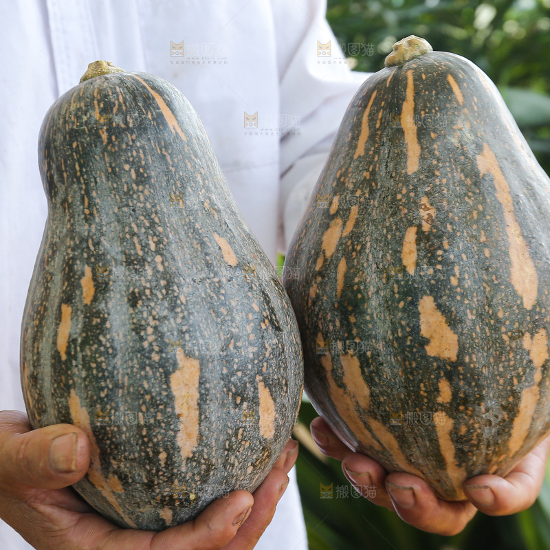 手里拿着香芋南瓜