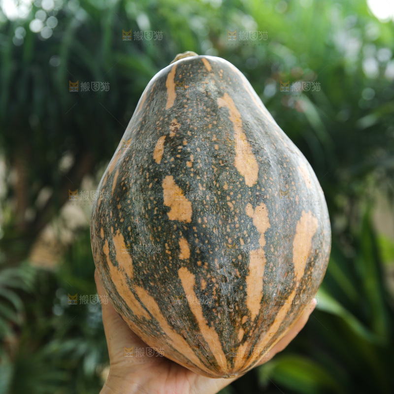 手里拿着香芋南瓜