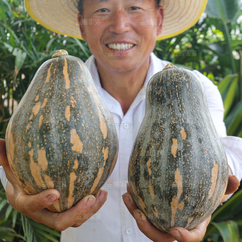 手里拿着香芋南瓜