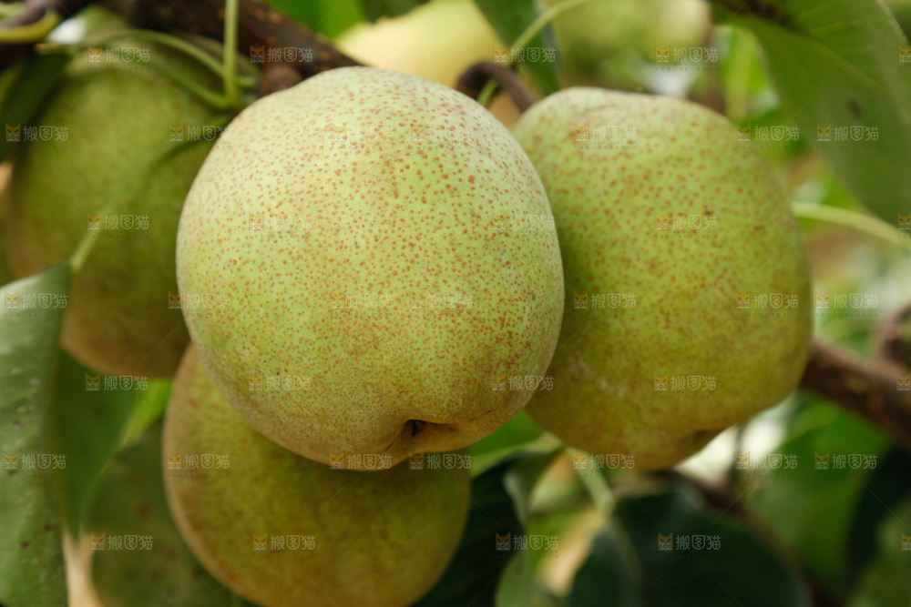 树上的青皮梨