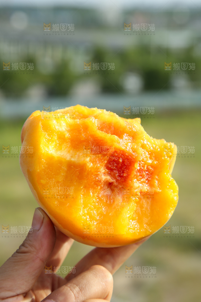 手里拿着锦绣黄桃