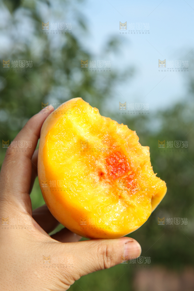 手里拿着锦绣黄桃