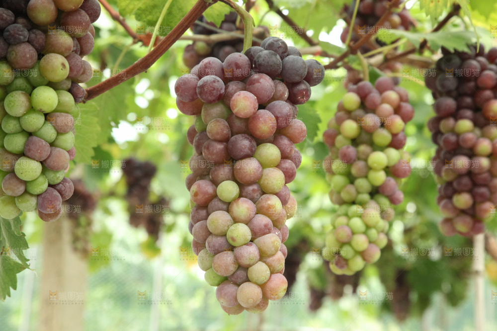 葡萄架上的新鲜葡萄