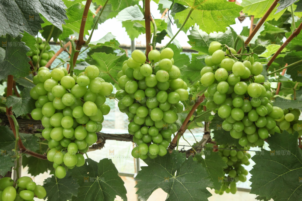 葡萄架上的新鲜葡萄