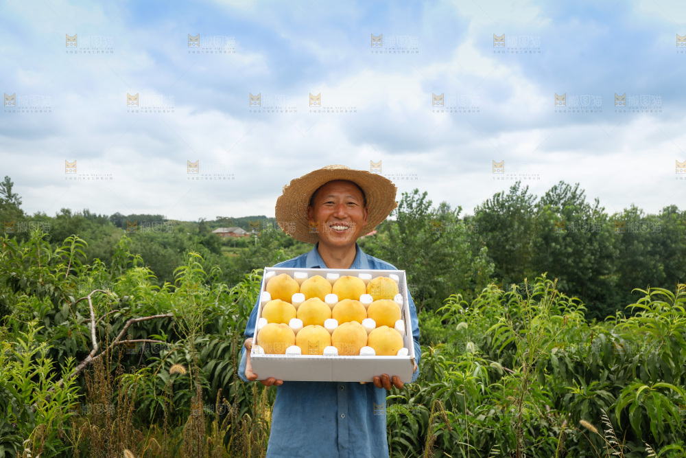 手里拿着奉贤锦绣黄桃