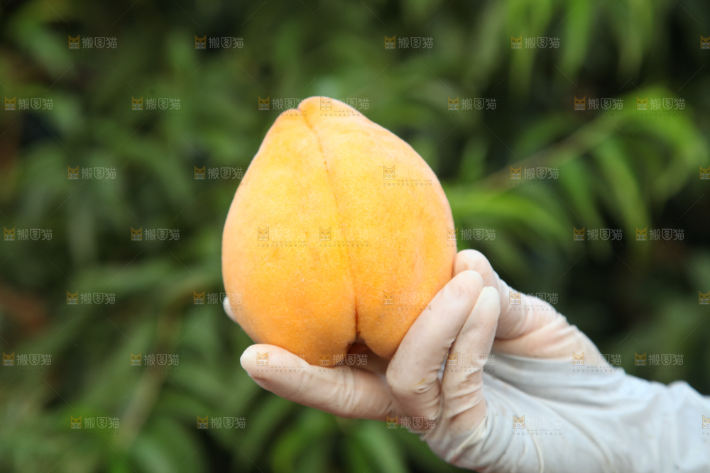 手里拿着黄毛桃