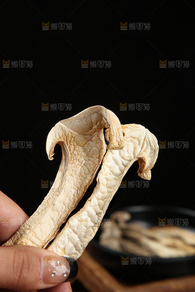 木底上的七彩菌菇