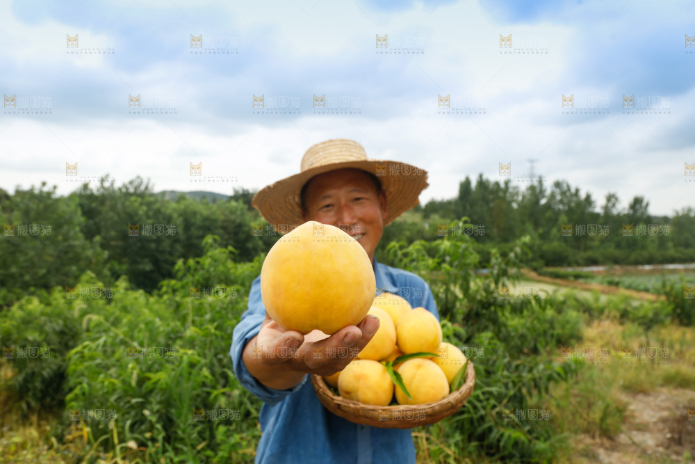 手里拿着奉贤锦绣黄桃