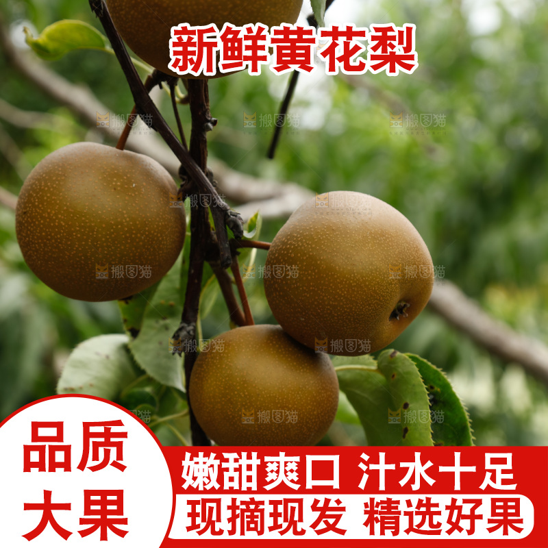 树上的黄花梨