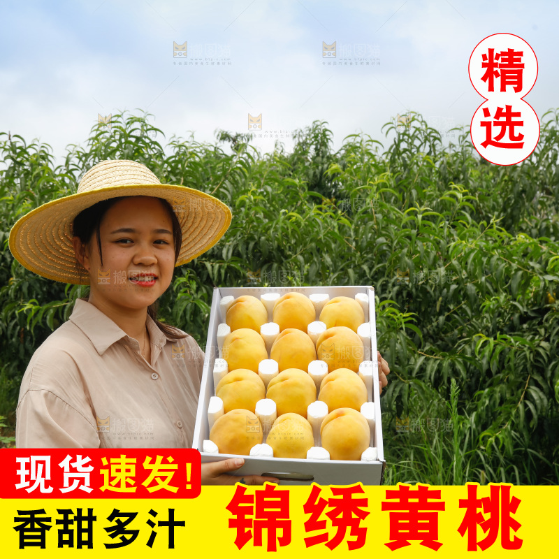 手里拿着奉贤锦绣黄桃