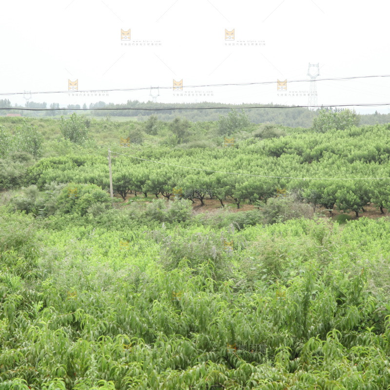 大片桃树桃园