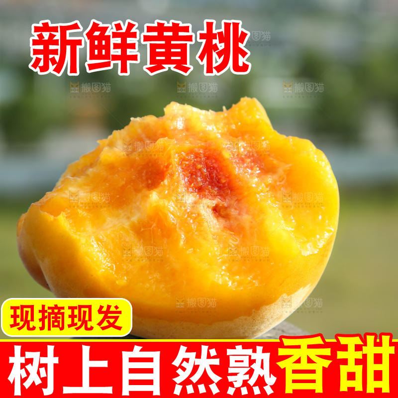 手里拿着锦绣黄桃