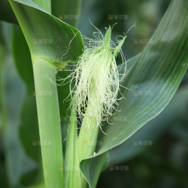 一大片玉米地