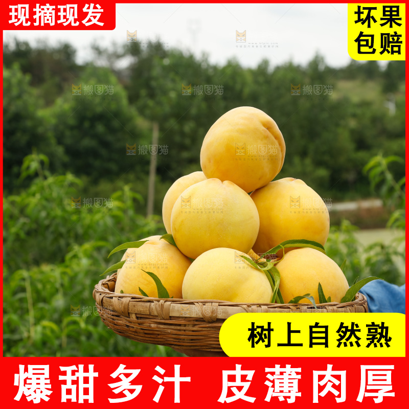手里拿着奉贤锦绣黄桃