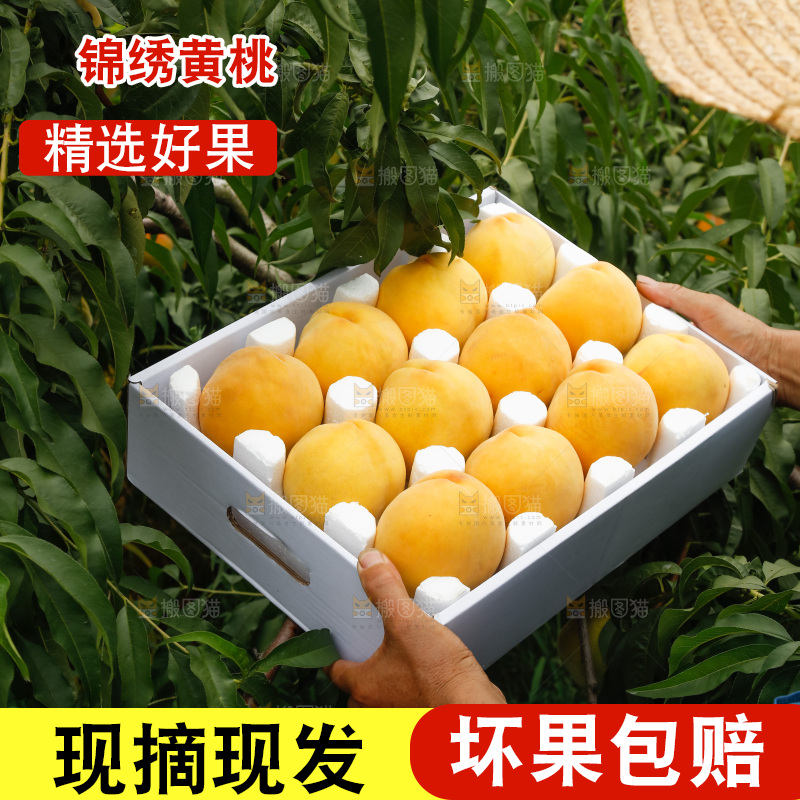 手里拿着奉贤锦绣黄桃