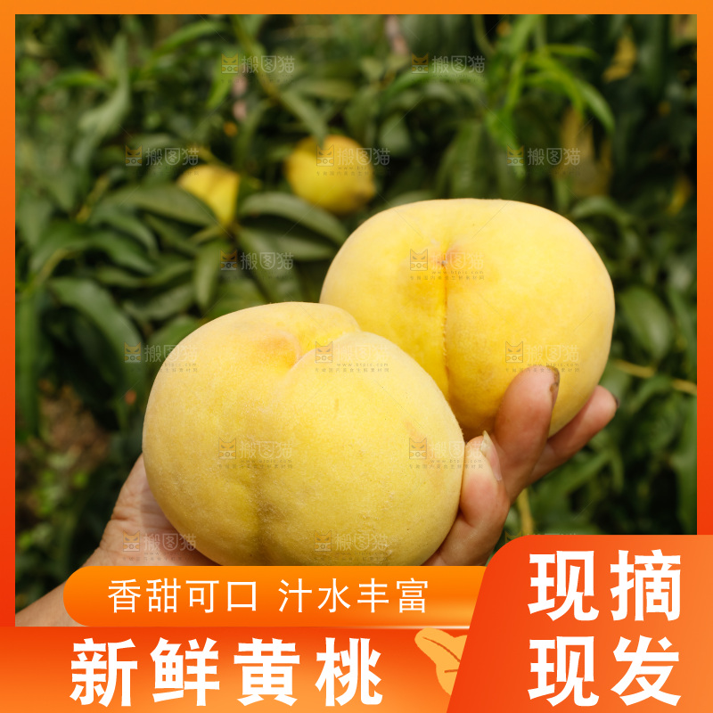 手里拿着奉贤锦绣黄桃