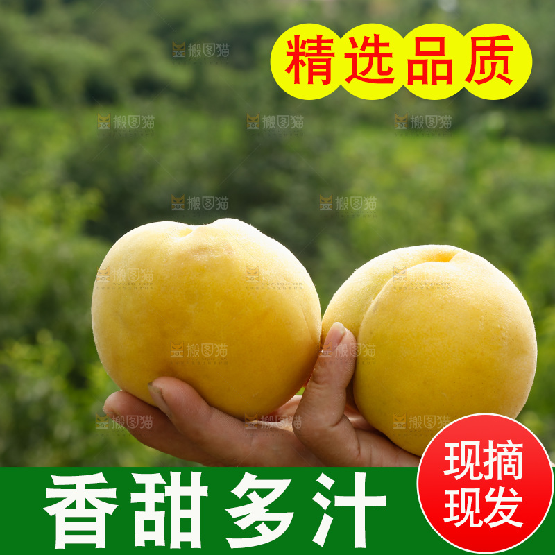 手里拿着奉贤锦绣黄桃
