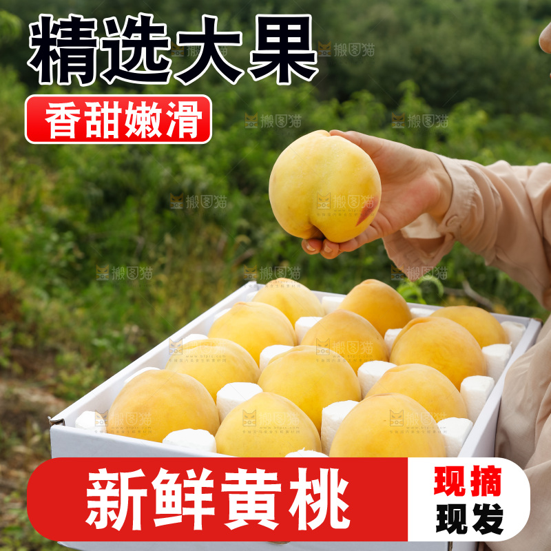 手里拿着奉贤锦绣黄桃