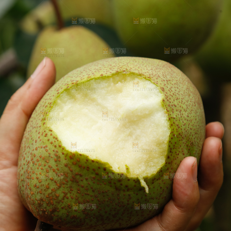 树上的青皮梨