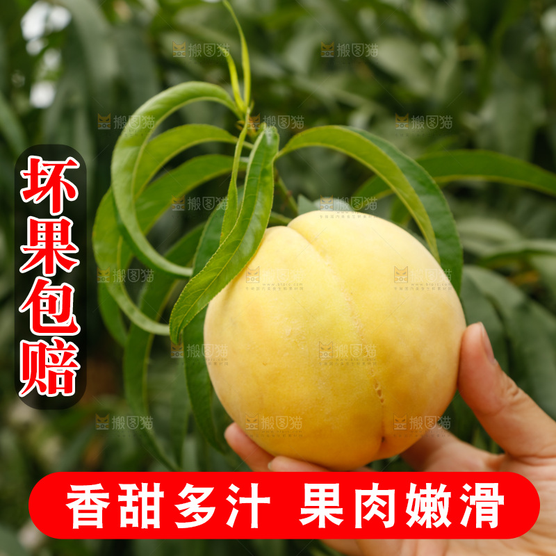 手里拿着奉贤锦绣黄桃