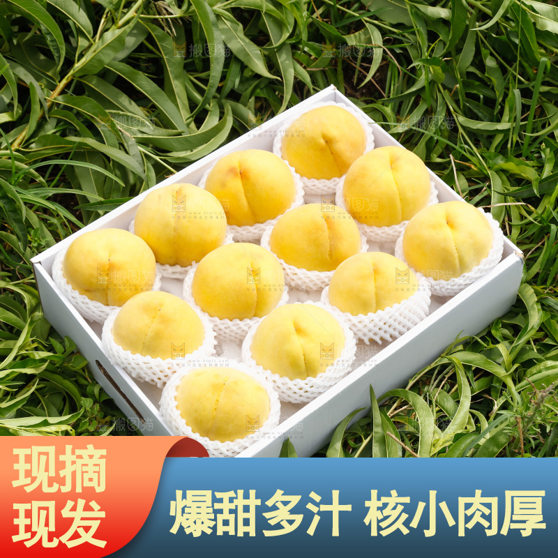 手里拿着奉贤锦绣黄桃