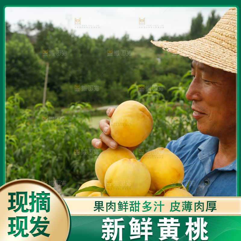 手里拿着奉贤锦绣黄桃