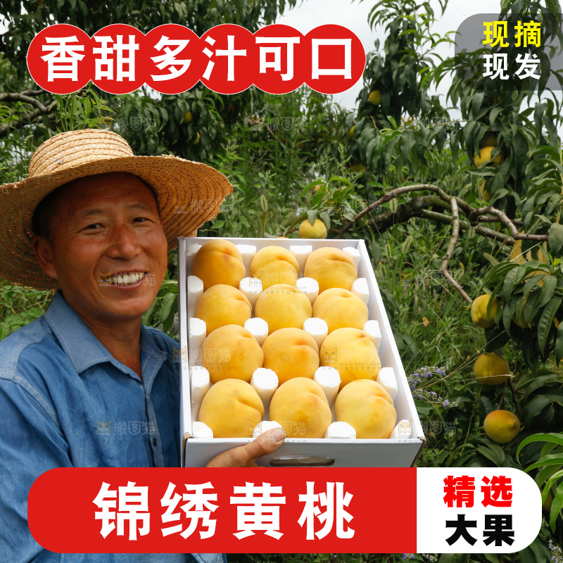 手里拿着奉贤锦绣黄桃