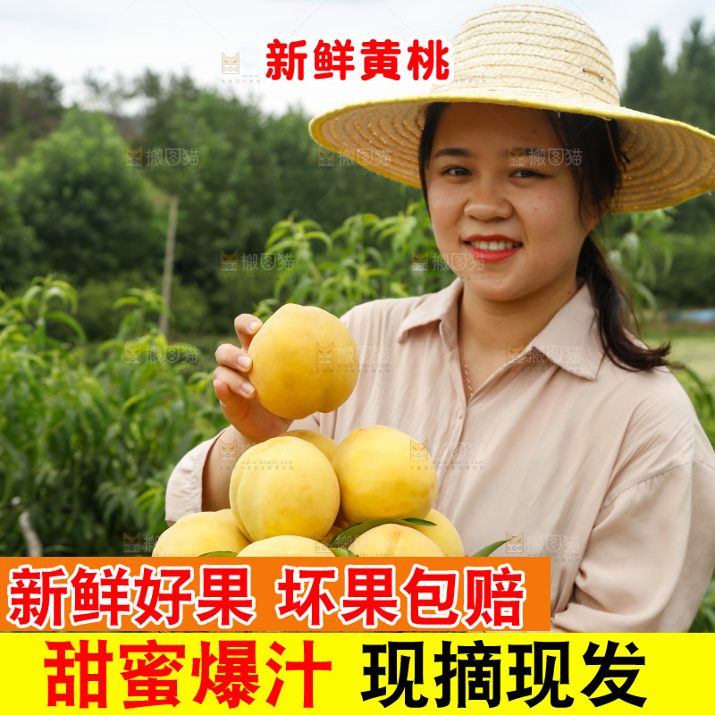 手里拿着奉贤锦绣黄桃