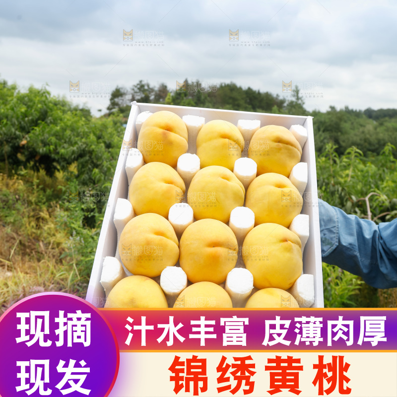 手里拿着奉贤锦绣黄桃