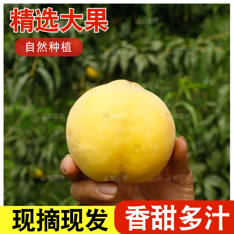 手里拿着奉贤锦绣黄桃