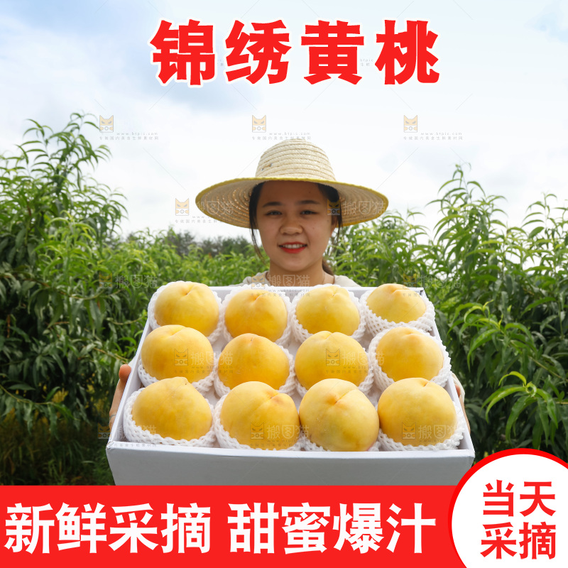 手里拿着奉贤锦绣黄桃