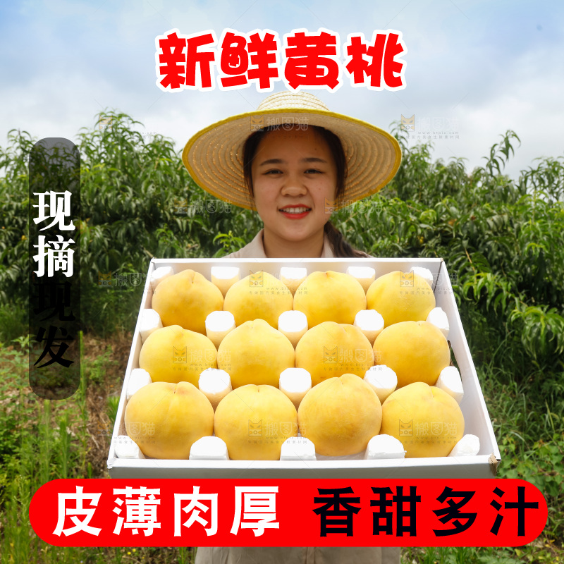 手里拿着奉贤锦绣黄桃
