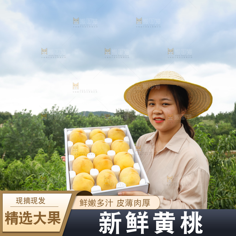 手里拿着奉贤锦绣黄桃