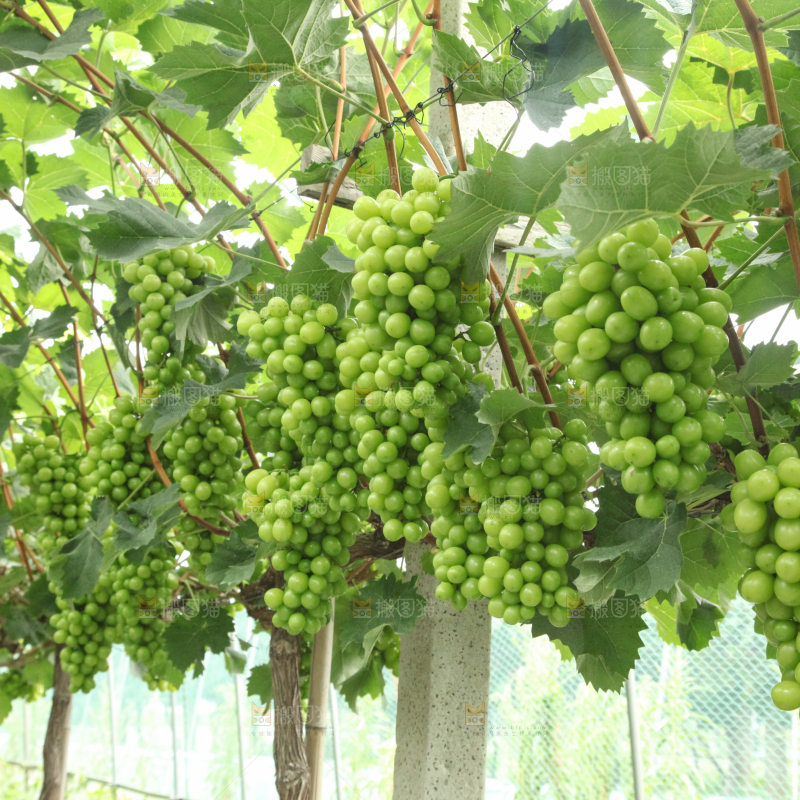 葡萄架上的新鲜葡萄
