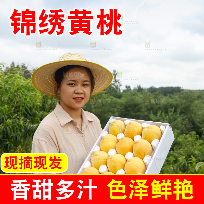 手里拿着奉贤锦绣黄桃