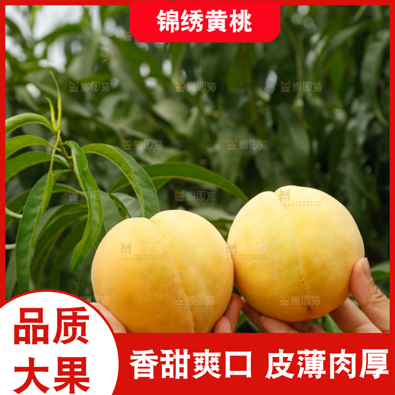 手里拿着奉贤锦绣黄桃