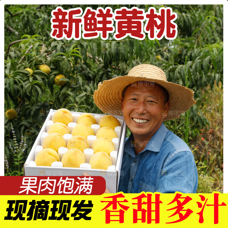 手里拿着奉贤锦绣黄桃