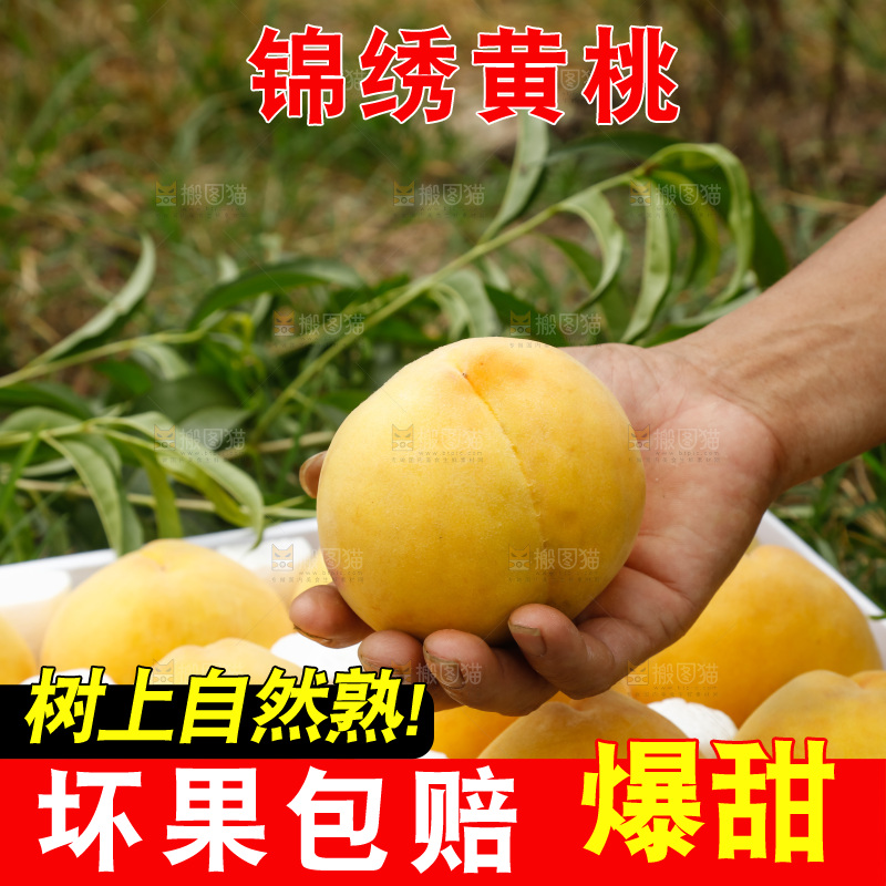手里拿着奉贤锦绣黄桃