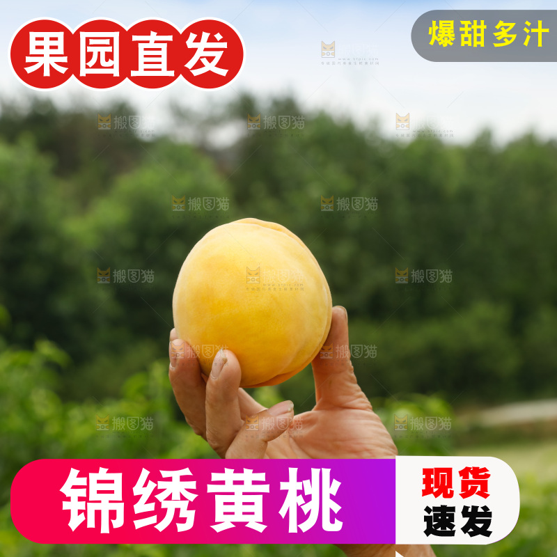 手里拿着奉贤锦绣黄桃