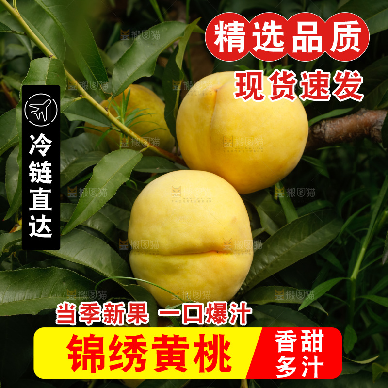 手里拿着奉贤锦绣黄桃