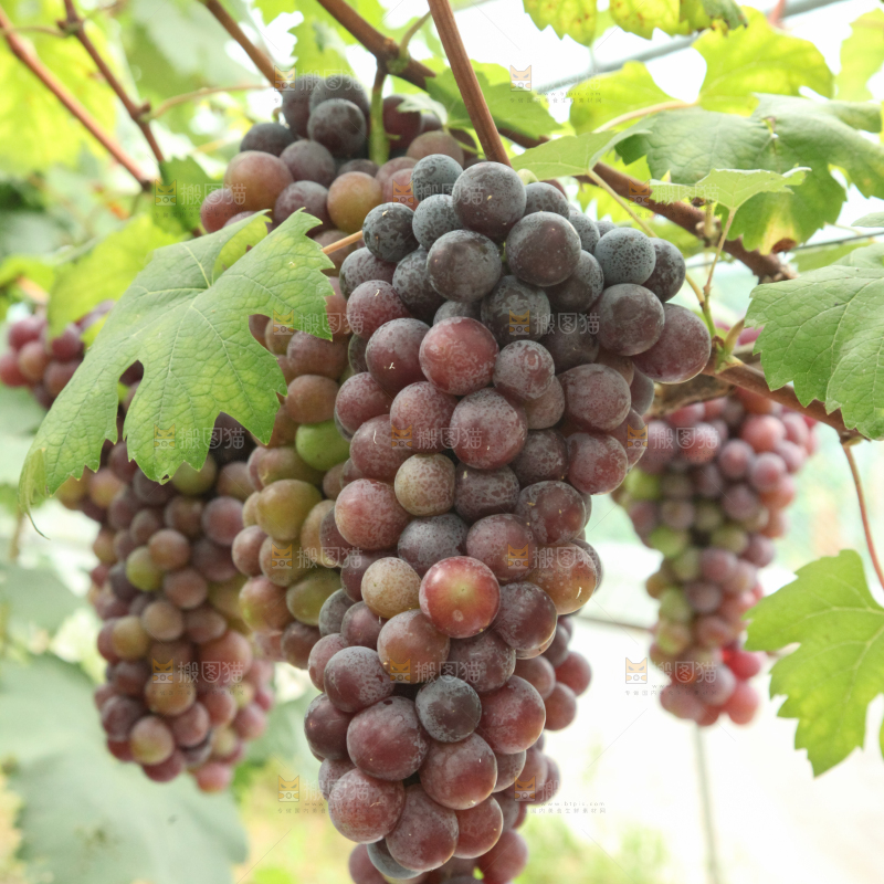 葡萄架上的新鲜葡萄