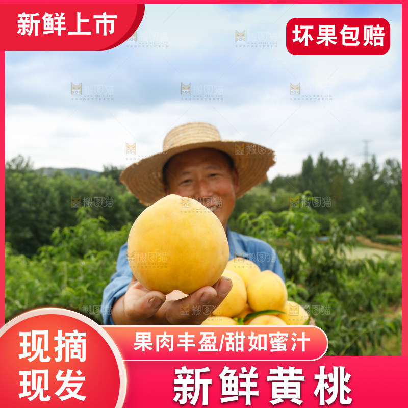 手里拿着奉贤锦绣黄桃