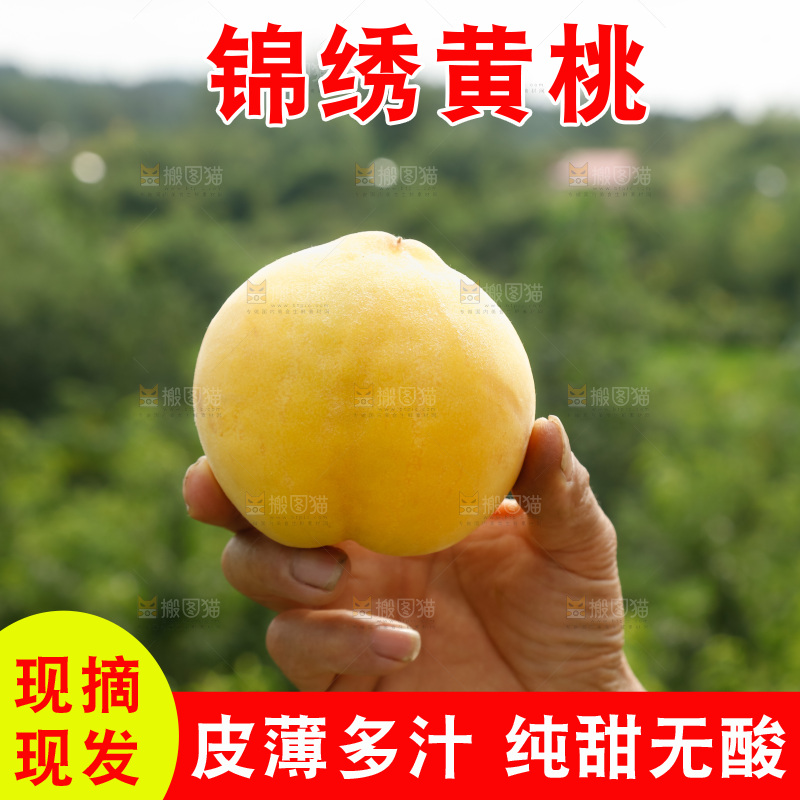 手里拿着奉贤锦绣黄桃