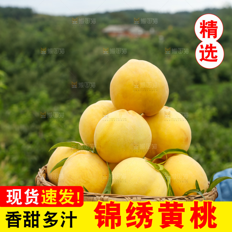 手里拿着奉贤锦绣黄桃