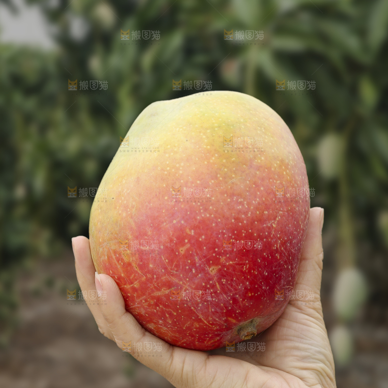 手里拿着彩虹芒