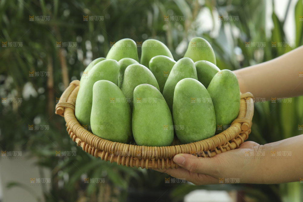 手里拿着象牙芒