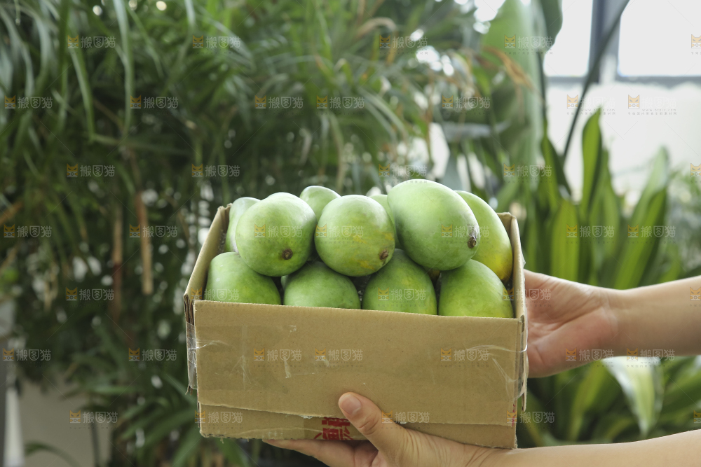 手里拿着象牙芒